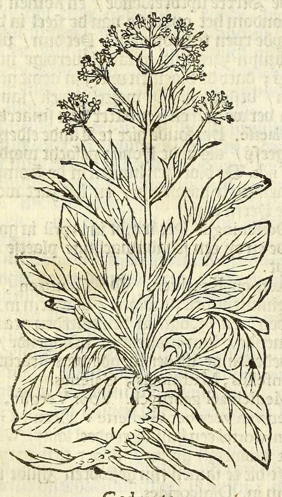 An illustration from De Nederlandtse herbarius of Kruydt-boeck : beschryvende de geslachten, gedaente, plaetse, tijt, oeffeningh, aert, krachten, en medicinael gebruyck van alderhande boomen, heesteren, boom-gewassen, kruyden en planten, die in de Nederlanden in't wilde gevonden, ende in de hoven onderhouden worden : als mede de uytlandtsen of vreemde droogens, die gemeenlijck in de apothekers winckels gebruyckt worden : uyt verscheyde kruydt-beschrijvers tot nut van alle natuur-kunders, geneesmeesters, apothekers, chirurgijns, en liefhebbers van kruyden en plantem by een vergadert, en beschreven, 1670, leaf 204