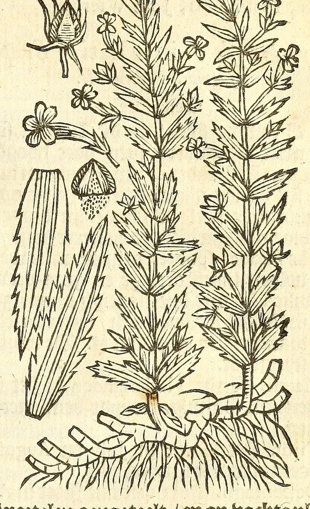 An illustration from De Nederlandtse herbarius of Kruydt-boeck : beschryvende de geslachten, gedaente, plaetse, tijt, oeffeningh, aert, krachten, en medicinael gebruyck van alderhande boomen, heesteren, boom-gewassen, kruyden en planten, die in de Nederlanden in't wilde gevonden, ende in de hoven onderhouden worden : als mede de uytlandtsen of vreemde droogens, die gemeenlijck in de apothekers winckels gebruyckt worden : uyt verscheyde kruydt-beschrijvers tot nut van alle natuur-kunders, geneesmeesters, apothekers, chirurgijns, en liefhebbers van kruyden en plantem by een vergadert, en beschreven, 1670, leaf 207