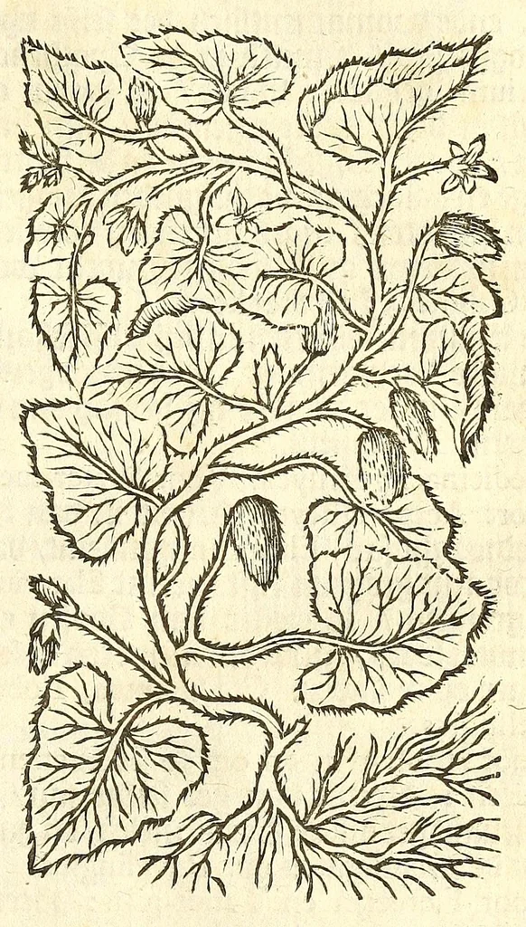 An illustration from De Nederlandtse herbarius of Kruydt-boeck : beschryvende de geslachten, gedaente, plaetse, tijt, oeffeningh, aert, krachten, en medicinael gebruyck van alderhande boomen, heesteren, boom-gewassen, kruyden en planten, die in de Nederlanden in't wilde gevonden, ende in de hoven onderhouden worden : als mede de uytlandtsen of vreemde droogens, die gemeenlijck in de apothekers winckels gebruyckt worden : uyt verscheyde kruydt-beschrijvers tot nut van alle natuur-kunders, geneesmeesters, apothekers, chirurgijns, en liefhebbers van kruyden en plantem by een vergadert, en beschreven, 1670, leaf 211
