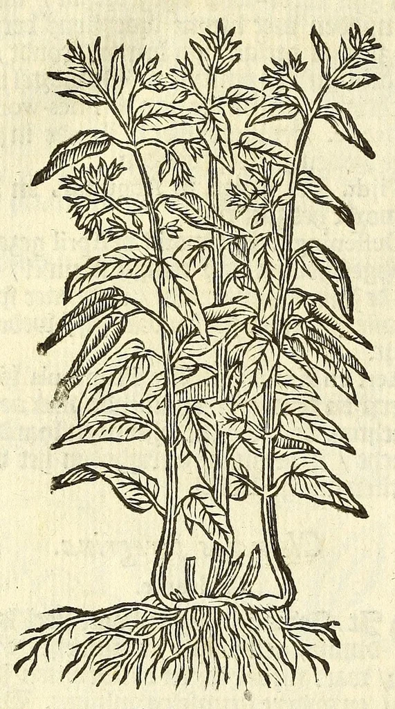 An illustration from De Nederlandtse herbarius of Kruydt-boeck : beschryvende de geslachten, gedaente, plaetse, tijt, oeffeningh, aert, krachten, en medicinael gebruyck van alderhande boomen, heesteren, boom-gewassen, kruyden en planten, die in de Nederlanden in't wilde gevonden, ende in de hoven onderhouden worden : als mede de uytlandtsen of vreemde droogens, die gemeenlijck in de apothekers winckels gebruyckt worden : uyt verscheyde kruydt-beschrijvers tot nut van alle natuur-kunders, geneesmeesters, apothekers, chirurgijns, en liefhebbers van kruyden en plantem by een vergadert, en beschreven, 1670, leaf 216