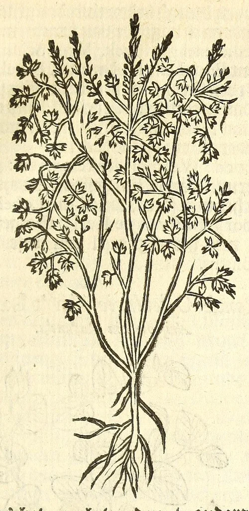 An illustration from De Nederlandtse herbarius of Kruydt-boeck : beschryvende de geslachten, gedaente, plaetse, tijt, oeffeningh, aert, krachten, en medicinael gebruyck van alderhande boomen, heesteren, boom-gewassen, kruyden en planten, die in de Nederlanden in't wilde gevonden, ende in de hoven onderhouden worden : als mede de uytlandtsen of vreemde droogens, die gemeenlijck in de apothekers winckels gebruyckt worden : uyt verscheyde kruydt-beschrijvers tot nut van alle natuur-kunders, geneesmeesters, apothekers, chirurgijns, en liefhebbers van kruyden en plantem by een vergadert, en beschreven, 1670, leaf 223