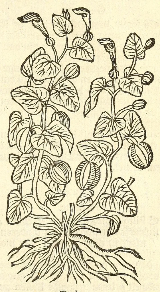 An illustration from De Nederlandtse herbarius of Kruydt-boeck : beschryvende de geslachten, gedaente, plaetse, tijt, oeffeningh, aert, krachten, en medicinael gebruyck van alderhande boomen, heesteren, boom-gewassen, kruyden en planten, die in de Nederlanden in't wilde gevonden, ende in de hoven onderhouden worden : als mede de uytlandtsen of vreemde droogens, die gemeenlijck in de apothekers winckels gebruyckt worden : uyt verscheyde kruydt-beschrijvers tot nut van alle natuur-kunders, geneesmeesters, apothekers, chirurgijns, en liefhebbers van kruyden en plantem by een vergadert, en beschreven, 1670, leaf 225