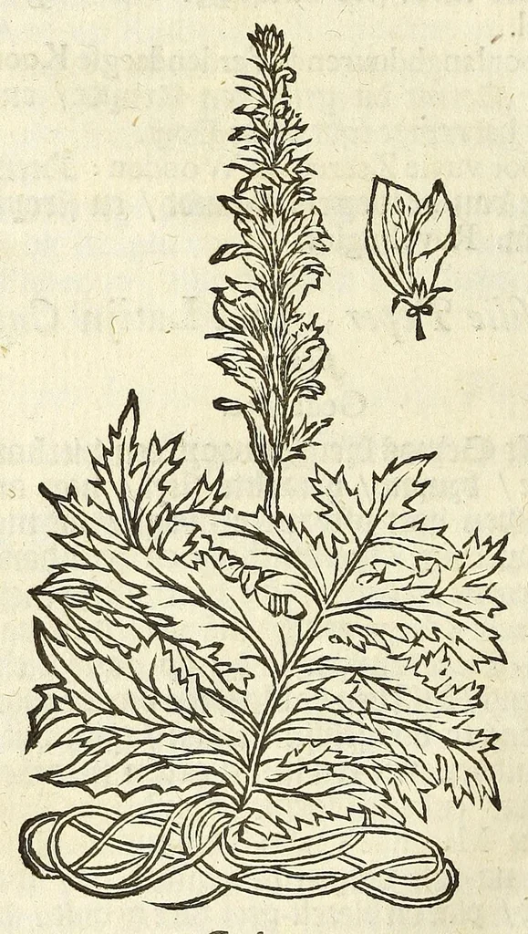 An illustration from De Nederlandtse herbarius of Kruydt-boeck : beschryvende de geslachten, gedaente, plaetse, tijt, oeffeningh, aert, krachten, en medicinael gebruyck van alderhande boomen, heesteren, boom-gewassen, kruyden en planten, die in de Nederlanden in't wilde gevonden, ende in de hoven onderhouden worden : als mede de uytlandtsen of vreemde droogens, die gemeenlijck in de apothekers winckels gebruyckt worden : uyt verscheyde kruydt-beschrijvers tot nut van alle natuur-kunders, geneesmeesters, apothekers, chirurgijns, en liefhebbers van kruyden en plantem by een vergadert, en beschreven, 1670, leaf 228