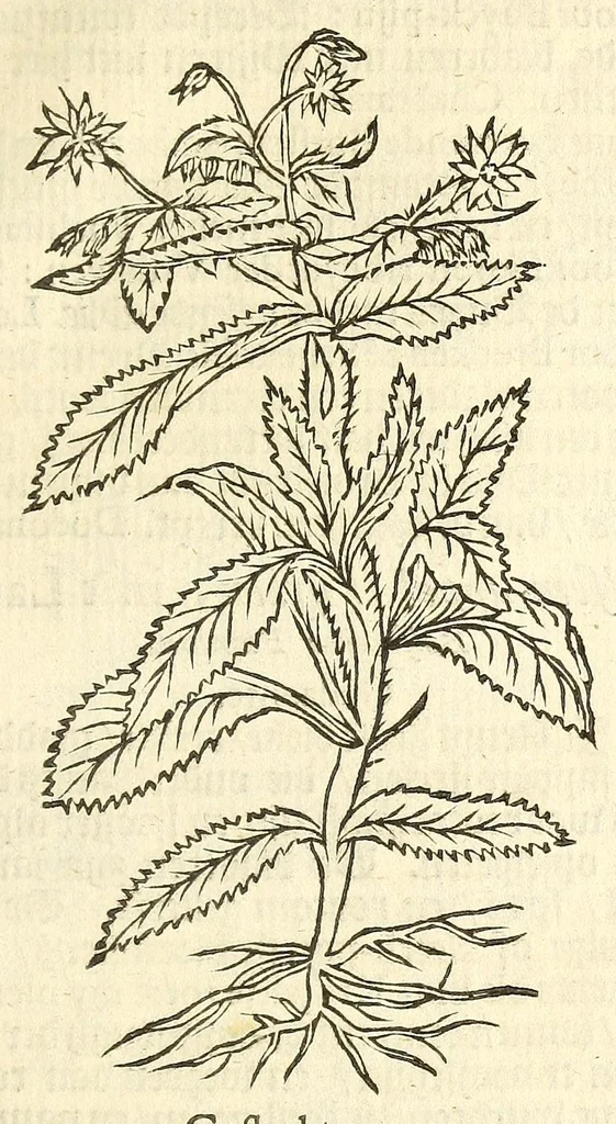 An illustration from De Nederlandtse herbarius of Kruydt-boeck : beschryvende de geslachten, gedaente, plaetse, tijt, oeffeningh, aert, krachten, en medicinael gebruyck van alderhande boomen, heesteren, boom-gewassen, kruyden en planten, die in de Nederlanden in't wilde gevonden, ende in de hoven onderhouden worden : als mede de uytlandtsen of vreemde droogens, die gemeenlijck in de apothekers winckels gebruyckt worden : uyt verscheyde kruydt-beschrijvers tot nut van alle natuur-kunders, geneesmeesters, apothekers, chirurgijns, en liefhebbers van kruyden en plantem by een vergadert, en beschreven, 1670, leaf 239