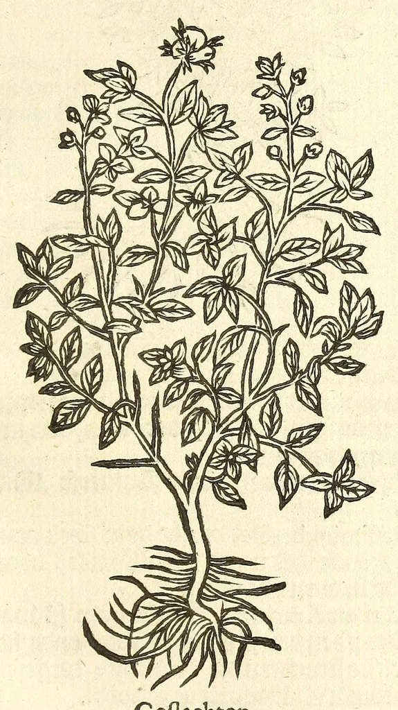 An illustration from De Nederlandtse herbarius of Kruydt-boeck : beschryvende de geslachten, gedaente, plaetse, tijt, oeffeningh, aert, krachten, en medicinael gebruyck van alderhande boomen, heesteren, boom-gewassen, kruyden en planten, die in de Nederlanden in't wilde gevonden, ende in de hoven onderhouden worden : als mede de uytlandtsen of vreemde droogens, die gemeenlijck in de apothekers winckels gebruyckt worden : uyt verscheyde kruydt-beschrijvers tot nut van alle natuur-kunders, geneesmeesters, apothekers, chirurgijns, en liefhebbers van kruyden en plantem by een vergadert, en beschreven, 1670, leaf 241