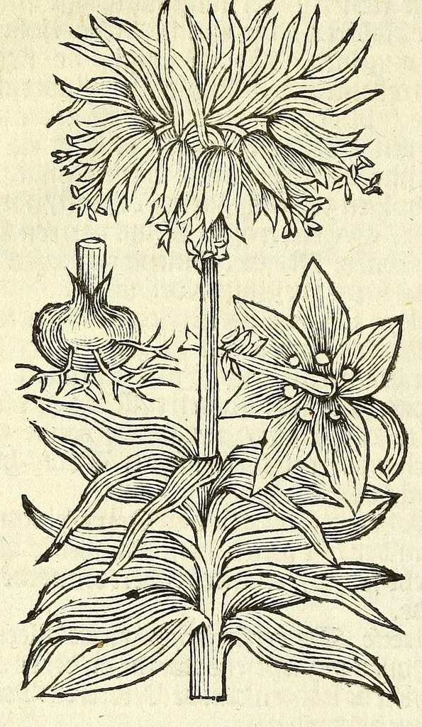 An illustration from De Nederlandtse herbarius of Kruydt-boeck : beschryvende de geslachten, gedaente, plaetse, tijt, oeffeningh, aert, krachten, en medicinael gebruyck van alderhande boomen, heesteren, boom-gewassen, kruyden en planten, die in de Nederlanden in't wilde gevonden, ende in de hoven onderhouden worden : als mede de uytlandtsen of vreemde droogens, die gemeenlijck in de apothekers winckels gebruyckt worden : uyt verscheyde kruydt-beschrijvers tot nut van alle natuur-kunders, geneesmeesters, apothekers, chirurgijns, en liefhebbers van kruyden en plantem by een vergadert, en beschreven, 1670, leaf 270