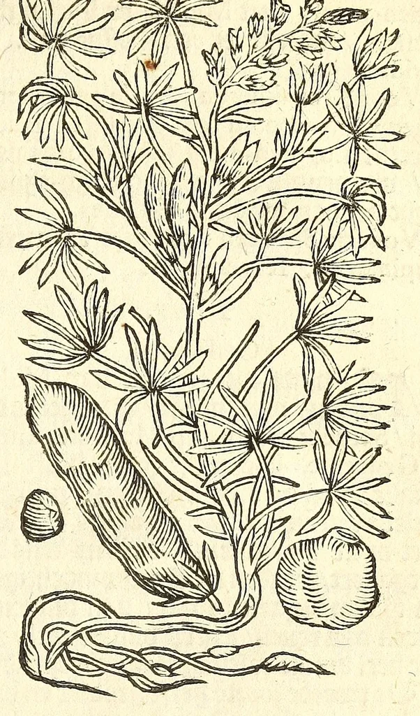 An illustration from De Nederlandtse herbarius of Kruydt-boeck : beschryvende de geslachten, gedaente, plaetse, tijt, oeffeningh, aert, krachten, en medicinael gebruyck van alderhande boomen, heesteren, boom-gewassen, kruyden en planten, die in de Nederlanden in't wilde gevonden, ende in de hoven onderhouden worden : als mede de uytlandtsen of vreemde droogens, die gemeenlijck in de apothekers winckels gebruyckt worden : uyt verscheyde kruydt-beschrijvers tot nut van alle natuur-kunders, geneesmeesters, apothekers, chirurgijns, en liefhebbers van kruyden en plantem by een vergadert, en beschreven, 1670, leaf 273