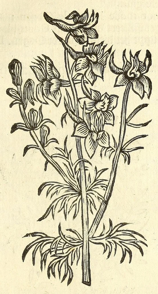 An illustration from De Nederlandtse herbarius of Kruydt-boeck : beschryvende de geslachten, gedaente, plaetse, tijt, oeffeningh, aert, krachten, en medicinael gebruyck van alderhande boomen, heesteren, boom-gewassen, kruyden en planten, die in de Nederlanden in't wilde gevonden, ende in de hoven onderhouden worden : als mede de uytlandtsen of vreemde droogens, die gemeenlijck in de apothekers winckels gebruyckt worden : uyt verscheyde kruydt-beschrijvers tot nut van alle natuur-kunders, geneesmeesters, apothekers, chirurgijns, en liefhebbers van kruyden en plantem by een vergadert, en beschreven, 1670, leaf 281