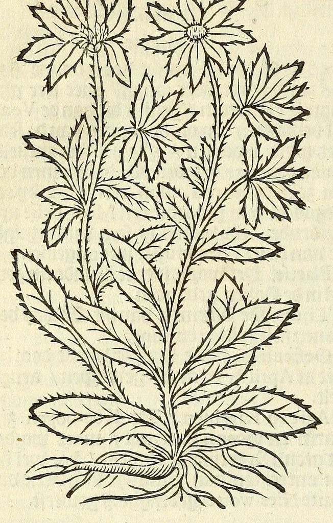 An illustration from De Nederlandtse herbarius of Kruydt-boeck : beschryvende de geslachten, gedaente, plaetse, tijt, oeffeningh, aert, krachten, en medicinael gebruyck van alderhande boomen, heesteren, boom-gewassen, kruyden en planten, die in de Nederlanden in't wilde gevonden, ende in de hoven onderhouden worden : als mede de uytlandtsen of vreemde droogens, die gemeenlijck in de apothekers winckels gebruyckt worden : uyt verscheyde kruydt-beschrijvers tot nut van alle natuur-kunders, geneesmeesters, apothekers, chirurgijns, en liefhebbers van kruyden en plantem by een vergadert, en beschreven, 1670, leaf 284