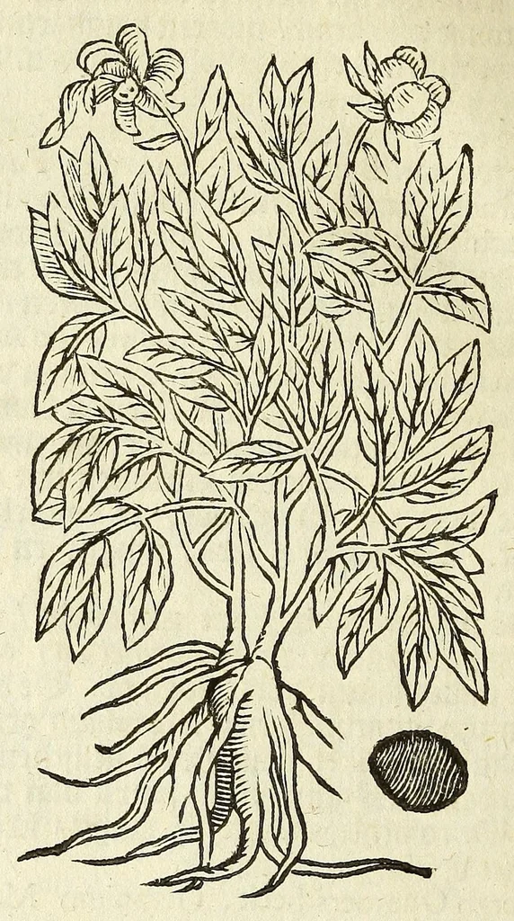An illustration from De Nederlandtse herbarius of Kruydt-boeck : beschryvende de geslachten, gedaente, plaetse, tijt, oeffeningh, aert, krachten, en medicinael gebruyck van alderhande boomen, heesteren, boom-gewassen, kruyden en planten, die in de Nederlanden in't wilde gevonden, ende in de hoven onderhouden worden : als mede de uytlandtsen of vreemde droogens, die gemeenlijck in de apothekers winckels gebruyckt worden : uyt verscheyde kruydt-beschrijvers tot nut van alle natuur-kunders, geneesmeesters, apothekers, chirurgijns, en liefhebbers van kruyden en plantem by een vergadert, en beschreven, 1670, leaf 288