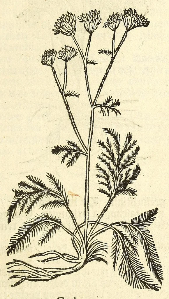 An illustration from De Nederlandtse herbarius of Kruydt-boeck : beschryvende de geslachten, gedaente, plaetse, tijt, oeffeningh, aert, krachten, en medicinael gebruyck van alderhande boomen, heesteren, boom-gewassen, kruyden en planten, die in de Nederlanden in't wilde gevonden, ende in de hoven onderhouden worden : als mede de uytlandtsen of vreemde droogens, die gemeenlijck in de apothekers winckels gebruyckt worden : uyt verscheyde kruydt-beschrijvers tot nut van alle natuur-kunders, geneesmeesters, apothekers, chirurgijns, en liefhebbers van kruyden en plantem by een vergadert, en beschreven, 1670, leaf 301