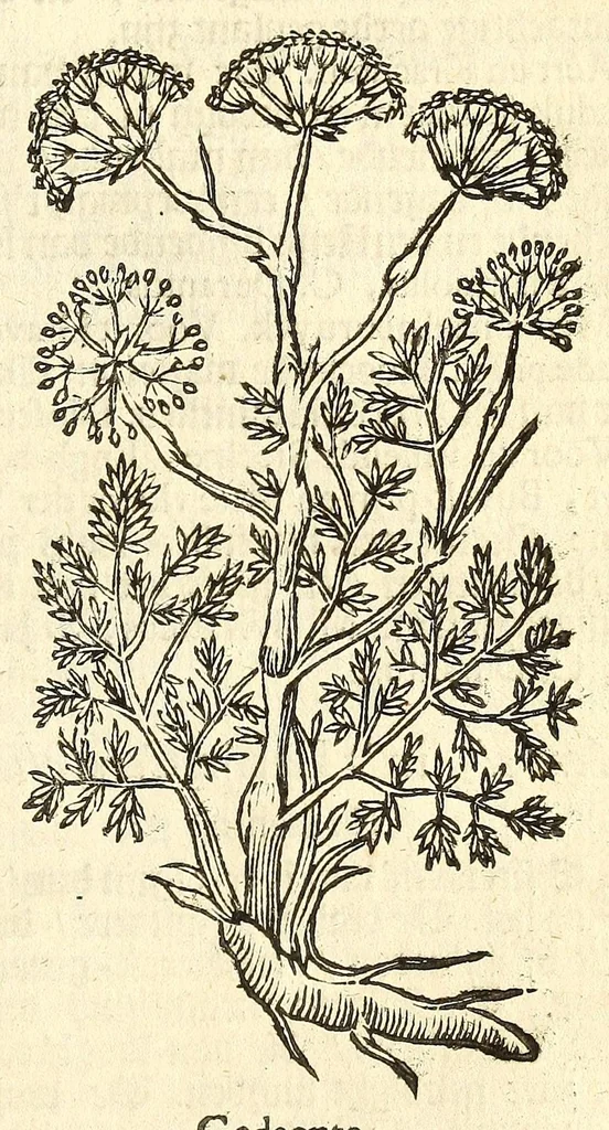 An illustration from De Nederlandtse herbarius of Kruydt-boeck : beschryvende de geslachten, gedaente, plaetse, tijt, oeffeningh, aert, krachten, en medicinael gebruyck van alderhande boomen, heesteren, boom-gewassen, kruyden en planten, die in de Nederlanden in't wilde gevonden, ende in de hoven onderhouden worden : als mede de uytlandtsen of vreemde droogens, die gemeenlijck in de apothekers winckels gebruyckt worden : uyt verscheyde kruydt-beschrijvers tot nut van alle natuur-kunders, geneesmeesters, apothekers, chirurgijns, en liefhebbers van kruyden en plantem by een vergadert, en beschreven, 1670, leaf 307