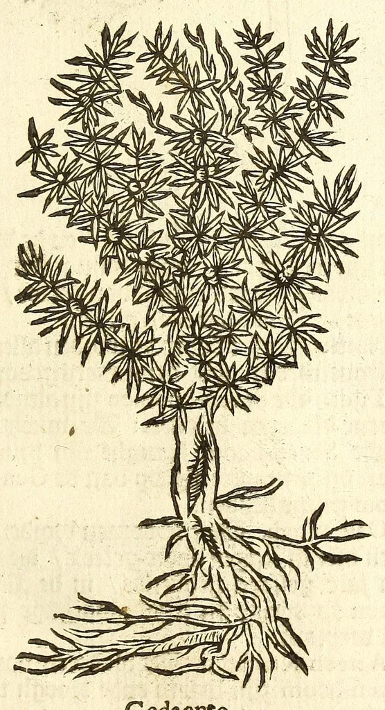An illustration from De Nederlandtse herbarius of Kruydt-boeck : beschryvende de geslachten, gedaente, plaetse, tijt, oeffeningh, aert, krachten, en medicinael gebruyck van alderhande boomen, heesteren, boom-gewassen, kruyden en planten, die in de Nederlanden in't wilde gevonden, ende in de hoven onderhouden worden : als mede de uytlandtsen of vreemde droogens, die gemeenlijck in de apothekers winckels gebruyckt worden : uyt verscheyde kruydt-beschrijvers tot nut van alle natuur-kunders, geneesmeesters, apothekers, chirurgijns, en liefhebbers van kruyden en plantem by een vergadert, en beschreven, 1670, leaf 35