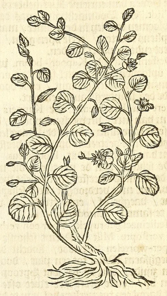 An illustration from De Nederlandtse herbarius of Kruydt-boeck : beschryvende de geslachten, gedaente, plaetse, tijt, oeffeningh, aert, krachten, en medicinael gebruyck van alderhande boomen, heesteren, boom-gewassen, kruyden en planten, die in de Nederlanden in't wilde gevonden, ende in de hoven onderhouden worden : als mede de uytlandtsen of vreemde droogens, die gemeenlijck in de apothekers winckels gebruyckt worden : uyt verscheyde kruydt-beschrijvers tot nut van alle natuur-kunders, geneesmeesters, apothekers, chirurgijns, en liefhebbers van kruyden en plantem by een vergadert, en beschreven, 1670, leaf 43