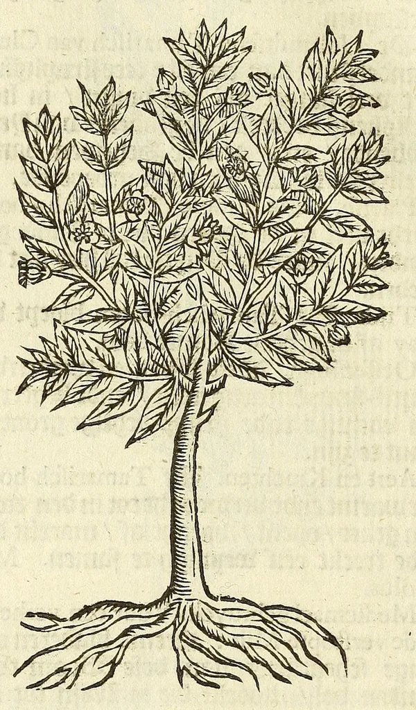 An illustration from De Nederlandtse herbarius of Kruydt-boeck : beschryvende de geslachten, gedaente, plaetse, tijt, oeffeningh, aert, krachten, en medicinael gebruyck van alderhande boomen, heesteren, boom-gewassen, kruyden en planten, die in de Nederlanden in't wilde gevonden, ende in de hoven onderhouden worden : als mede de uytlandtsen of vreemde droogens, die gemeenlijck in de apothekers winckels gebruyckt worden : uyt verscheyde kruydt-beschrijvers tot nut van alle natuur-kunders, geneesmeesters, apothekers, chirurgijns, en liefhebbers van kruyden en plantem by een vergadert, en beschreven, 1670, leaf 46