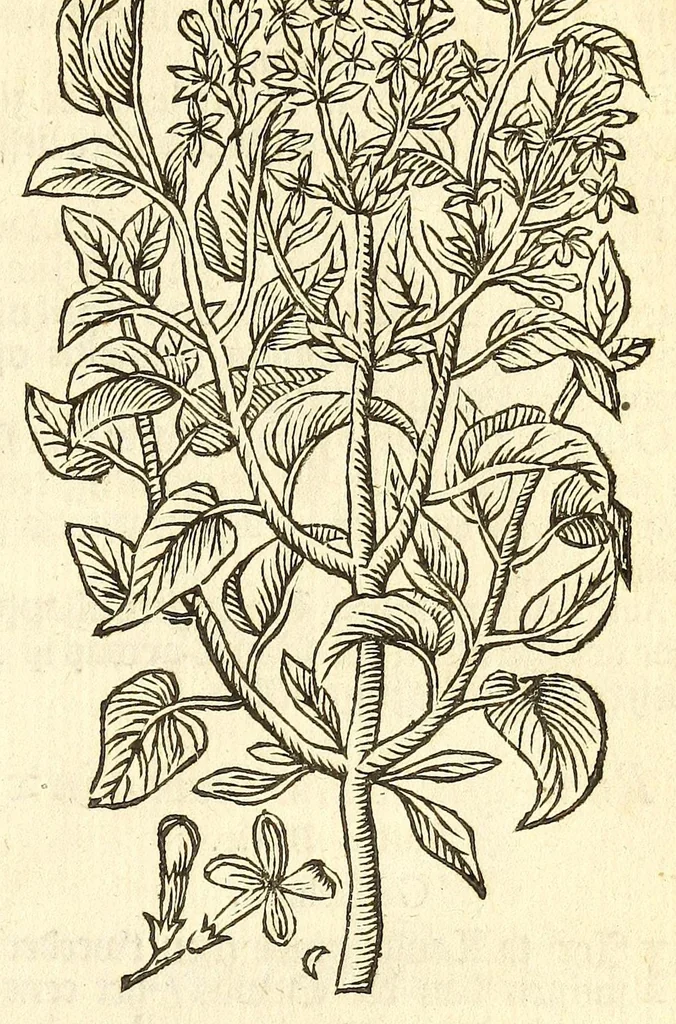 An illustration from De Nederlandtse herbarius of Kruydt-boeck : beschryvende de geslachten, gedaente, plaetse, tijt, oeffeningh, aert, krachten, en medicinael gebruyck van alderhande boomen, heesteren, boom-gewassen, kruyden en planten, die in de Nederlanden in't wilde gevonden, ende in de hoven onderhouden worden : als mede de uytlandtsen of vreemde droogens, die gemeenlijck in de apothekers winckels gebruyckt worden : uyt verscheyde kruydt-beschrijvers tot nut van alle natuur-kunders, geneesmeesters, apothekers, chirurgijns, en liefhebbers van kruyden en plantem by een vergadert, en beschreven, 1670, leaf 49