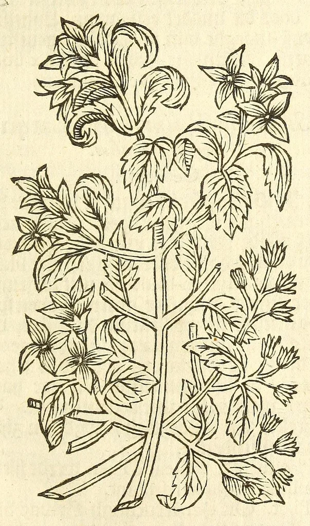 An illustration from De Nederlandtse herbarius of Kruydt-boeck : beschryvende de geslachten, gedaente, plaetse, tijt, oeffeningh, aert, krachten, en medicinael gebruyck van alderhande boomen, heesteren, boom-gewassen, kruyden en planten, die in de Nederlanden in't wilde gevonden, ende in de hoven onderhouden worden : als mede de uytlandtsen of vreemde droogens, die gemeenlijck in de apothekers winckels gebruyckt worden : uyt verscheyde kruydt-beschrijvers tot nut van alle natuur-kunders, geneesmeesters, apothekers, chirurgijns, en liefhebbers van kruyden en plantem by een vergadert, en beschreven, 1670, leaf 49