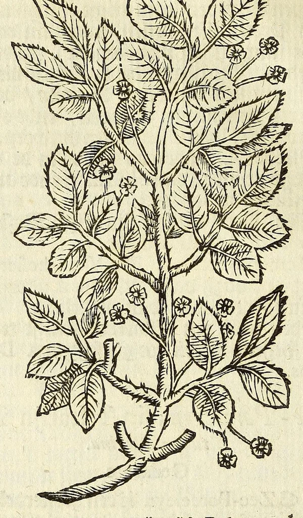 An illustration from De Nederlandtse herbarius of Kruydt-boeck : beschryvende de geslachten, gedaente, plaetse, tijt, oeffeningh, aert, krachten, en medicinael gebruyck van alderhande boomen, heesteren, boom-gewassen, kruyden en planten, die in de Nederlanden in't wilde gevonden, ende in de hoven onderhouden worden : als mede de uytlandtsen of vreemde droogens, die gemeenlijck in de apothekers winckels gebruyckt worden : uyt verscheyde kruydt-beschrijvers tot nut van alle natuur-kunders, geneesmeesters, apothekers, chirurgijns, en liefhebbers van kruyden en plantem by een vergadert, en beschreven, 1670, leaf 64
