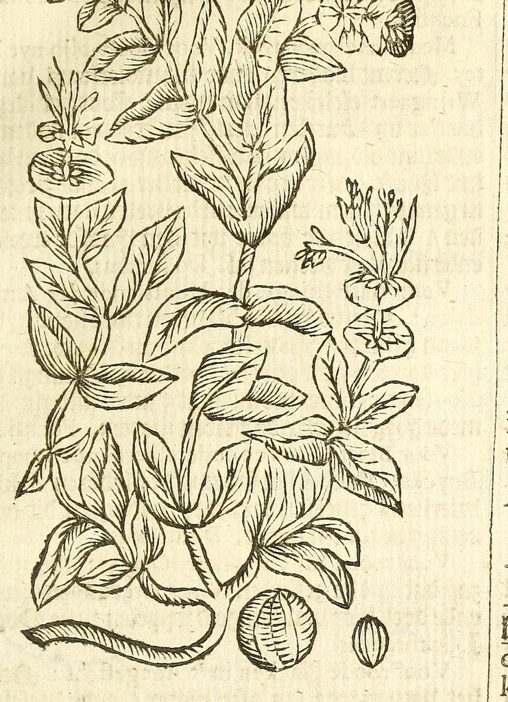An illustration from De Nederlandtse herbarius of Kruydt-boeck : beschryvende de geslachten, gedaente, plaetse, tijt, oeffeningh, aert, krachten, en medicinael gebruyck van alderhande boomen, heesteren, boom-gewassen, kruyden en planten, die in de Nederlanden in't wilde gevonden, ende in de hoven onderhouden worden : als mede de uytlandtsen of vreemde droogens, die gemeenlijck in de apothekers winckels gebruyckt worden : uyt verscheyde kruydt-beschrijvers tot nut van alle natuur-kunders, geneesmeesters, apothekers, chirurgijns, en liefhebbers van kruyden en plantem by een vergadert, en beschreven, 1670, leaf 67