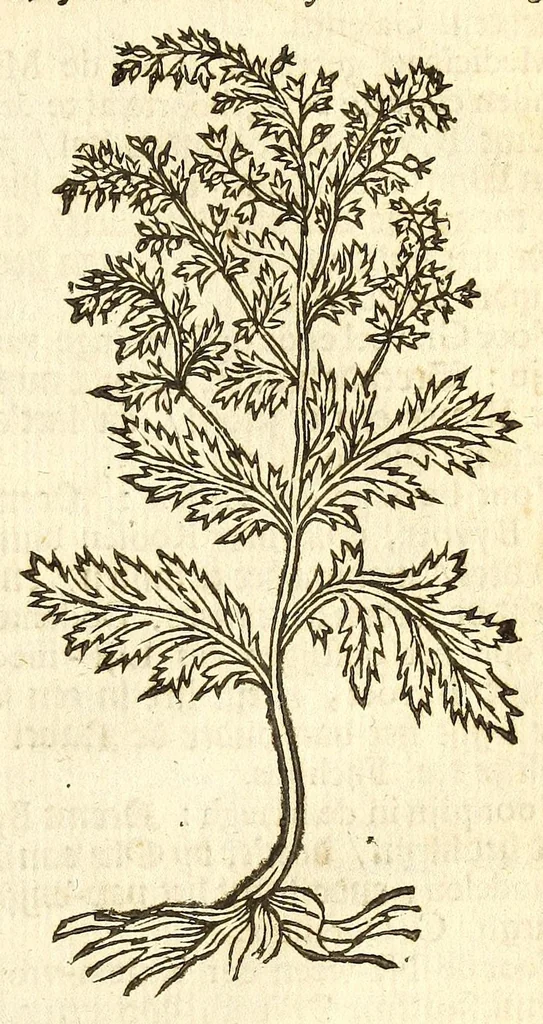 An illustration from De Nederlandtse herbarius of Kruydt-boeck : beschryvende de geslachten, gedaente, plaetse, tijt, oeffeningh, aert, krachten, en medicinael gebruyck van alderhande boomen, heesteren, boom-gewassen, kruyden en planten, die in de Nederlanden in't wilde gevonden, ende in de hoven onderhouden worden : als mede de uytlandtsen of vreemde droogens, die gemeenlijck in de apothekers winckels gebruyckt worden : uyt verscheyde kruydt-beschrijvers tot nut van alle natuur-kunders, geneesmeesters, apothekers, chirurgijns, en liefhebbers van kruyden en plantem by een vergadert, en beschreven, 1670, leaf 79