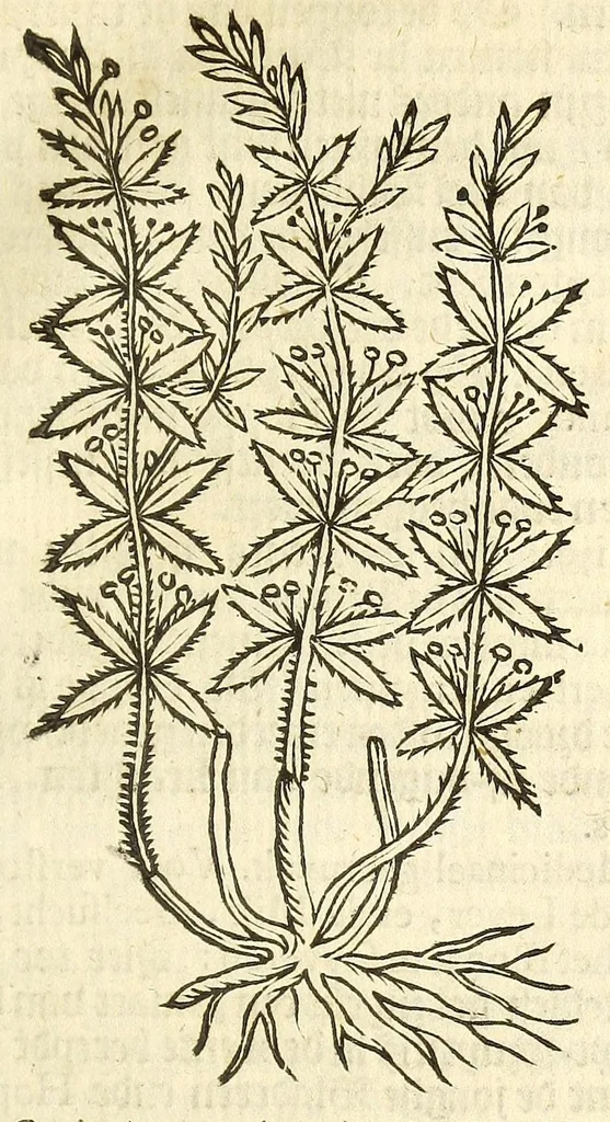 An illustration from De Nederlandtse herbarius of Kruydt-boeck : beschryvende de geslachten, gedaente, plaetse, tijt, oeffeningh, aert, krachten, en medicinael gebruyck van alderhande boomen, heesteren, boom-gewassen, kruyden en planten, die in de Nederlanden in't wilde gevonden, ende in de hoven onderhouden worden : als mede de uytlandtsen of vreemde droogens, die gemeenlijck in de apothekers winckels gebruyckt worden : uyt verscheyde kruydt-beschrijvers tot nut van alle natuur-kunders, geneesmeesters, apothekers, chirurgijns, en liefhebbers van kruyden en plantem by een vergadert, en beschreven, 1670, leaf 85