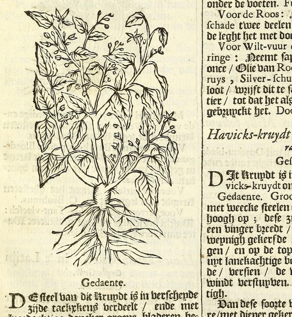 An illustration from De Nederlandtse herbarius of Kruydt-boeck : beschryvende de geslachten, gedaente, plaetse, tijt, oeffeningh, aert, krachten, en medicinael gebruyck van alderhande boomen, heesteren, boom-gewassen, kruyden en planten, die in de Nederlanden in't wilde gevonden, ende in de hoven onderhouden worden : als mede de uytlandtsen of vreemde droogens, die gemeenlijck in de apothekers winckels gebruyckt worden : uyt verscheyde kruydt-beschrijvers tot nut van alle natuur-kunders, geneesmeesters, apothekers, chirurgijns, en liefhebbers van kruyden en plantem by een vergadert, en beschreven, 1670, leaf 96