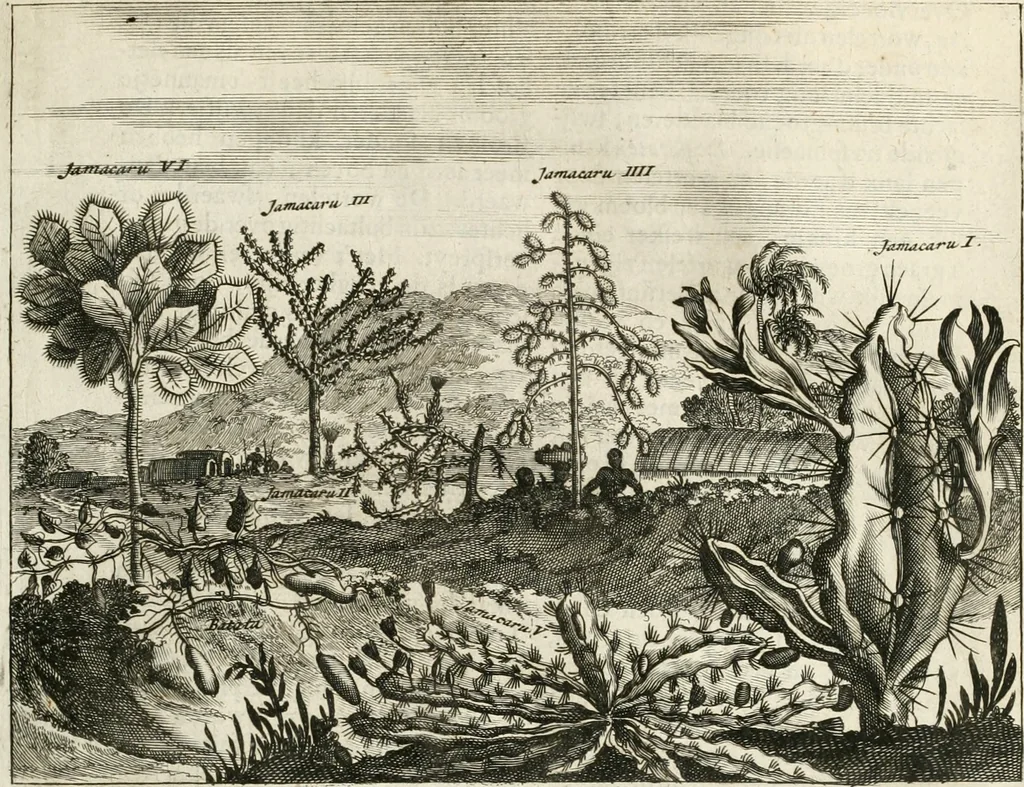 An illustration from De nieuwe en onbekende weereld, of, Beschryving van America en 't zuid-land : vervaetende d'oorsprong der Americaenen en zuid-landers, gedenkwaerdige togten derwaerds, gelegendheid der vaste kusten, eilanden, steden, sterkten, dorpen, tempels, bergen, fonteinen, stroomen, huisen, de natuur van beesten, boomen, planten en vreemde gewasschen, Gods-dienst en zeden, wonderlijke voorvallen, vereeuwde en nieuwe oorlogen: verciert met af-beeldsels na 't leven in America gemaekt,, 1671, leaf 206