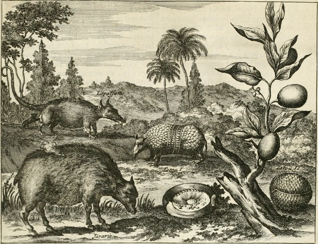 An illustration from De nieuwe en onbekende weereld, of, Beschryving van America en 't zuid-land : vervaetende d'oorsprong der Americaenen en zuid-landers, gedenkwaerdige togten derwaerds, gelegendheid der vaste kusten, eilanden, steden, sterkten, dorpen, tempels, bergen, fonteinen, stroomen, huisen, de natuur van beesten, boomen, planten en vreemde gewasschen, Gods-dienst en zeden, wonderlijke voorvallen, vereeuwde en nieuwe oorlogen: verciert met af-beeldsels na 't leven in America gemaekt,, 1671, leaf 212