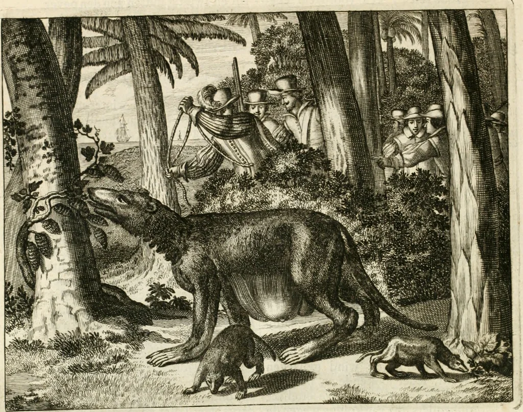 An illustration from De nieuwe en onbekende weereld, of, Beschryving van America en 't zuid-land : vervaetende d'oorsprong der Americaenen en zuid-landers, gedenkwaerdige togten derwaerds, gelegendheid der vaste kusten, eilanden, steden, sterkten, dorpen, tempels, bergen, fonteinen, stroomen, huisen, de natuur van beesten, boomen, planten en vreemde gewasschen, Gods-dienst en zeden, wonderlijke voorvallen, vereeuwde en nieuwe oorlogen: verciert met af-beeldsels na 't leven in America gemaekt,, 1671, leaf 75