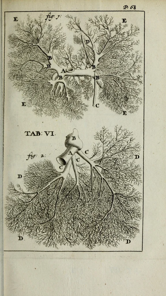 An illustration from De nieuw hervormde anatomie, ofte, Ontleding des menschen lichaams : gebouwd op de waaragtigste en naaukeurigste ondervindingen deser eeuw : zijnde met een groot getal kunstige platen vercʹiert : als ook een verhandelinge van het balsemen der lichamen : noit voor desen dusdanig bekent gemaakt, 1686, leaf 101