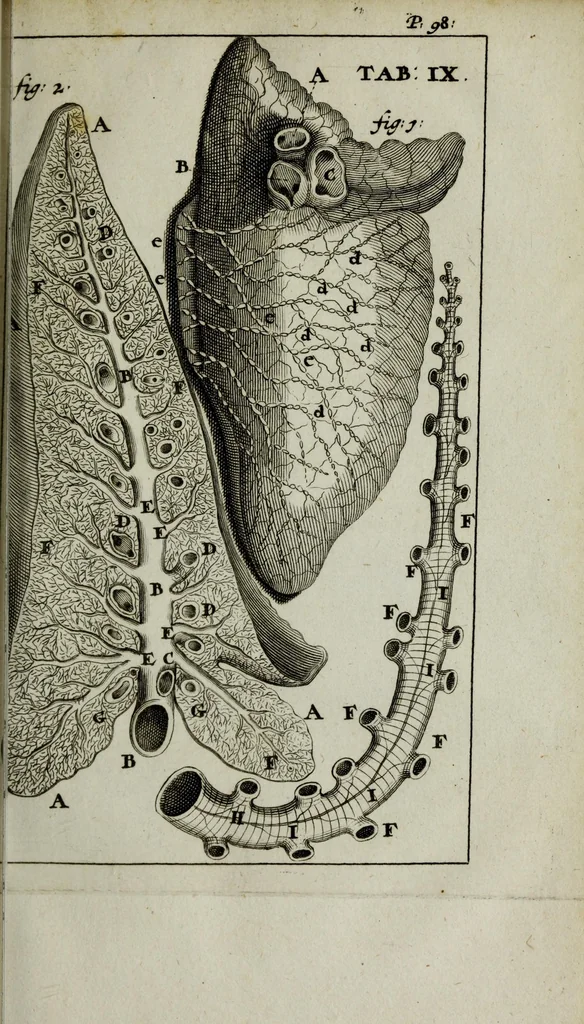 An illustration from De nieuw hervormde anatomie, ofte, Ontleding des menschen lichaams : gebouwd op de waaragtigste en naaukeurigste ondervindingen deser eeuw : zijnde met een groot getal kunstige platen vercʹiert : als ook een verhandelinge van het balsemen der lichamen : noit voor desen dusdanig bekent gemaakt, 1686, leaf 137