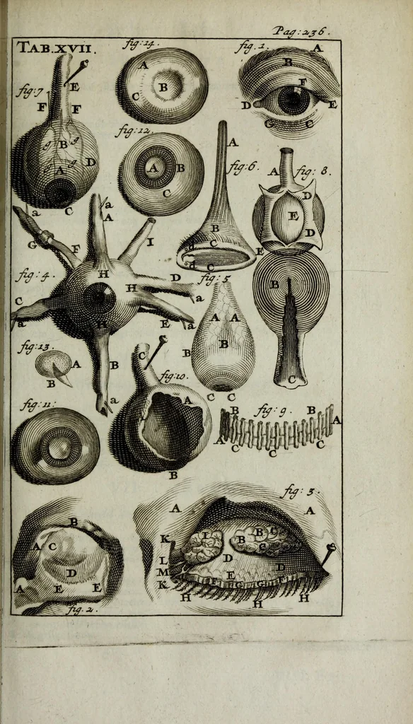 An illustration from De nieuw hervormde anatomie, ofte, Ontleding des menschen lichaams : gebouwd op de waaragtigste en naaukeurigste ondervindingen deser eeuw : zijnde met een groot getal kunstige platen vercʹiert : als ook een verhandelinge van het balsemen der lichamen : noit voor desen dusdanig bekent gemaakt, 1686, leaf 291