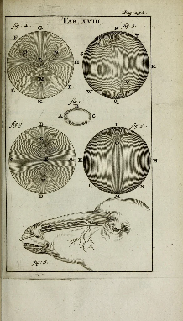An illustration from De nieuw hervormde anatomie, ofte, Ontleding des menschen lichaams : gebouwd op de waaragtigste en naaukeurigste ondervindingen deser eeuw : zijnde met een groot getal kunstige platen vercʹiert : als ook een verhandelinge van het balsemen der lichamen : noit voor desen dusdanig bekent gemaakt, 1686, leaf 295