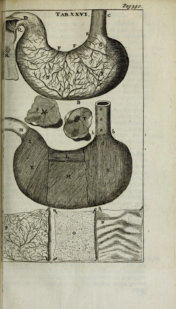 An illustration from De nieuw hervormde anatomie, ofte, Ontleding des menschen lichaams : gebouwd op de waaragtigste en naaukeurigste ondervindingen deser eeuw : zijnde met een groot getal kunstige platen vercʹiert : als ook een verhandelinge van het balsemen der lichamen : noit voor desen dusdanig bekent gemaakt, 1686, leaf 299