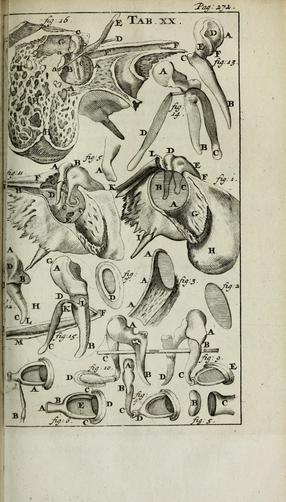An illustration from De nieuw hervormde anatomie, ofte, Ontleding des menschen lichaams : gebouwd op de waaragtigste en naaukeurigste ondervindingen deser eeuw : zijnde met een groot getal kunstige platen vercʹiert : als ook een verhandelinge van het balsemen der lichamen : noit voor desen dusdanig bekent gemaakt, 1686, leaf 335