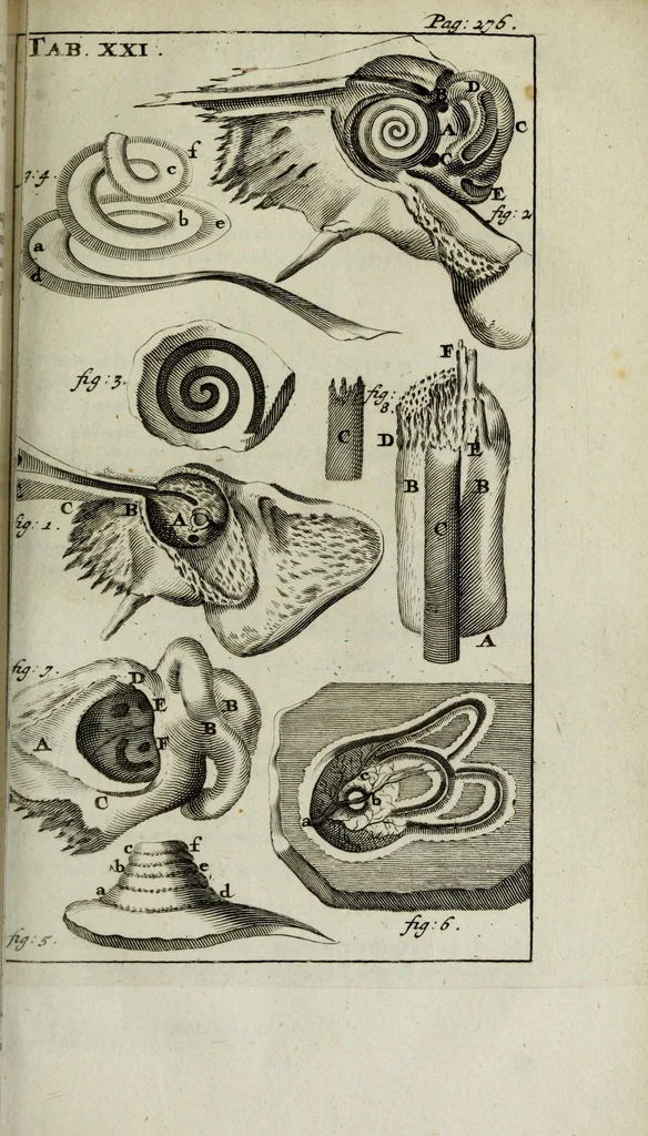 An illustration from De nieuw hervormde anatomie, ofte, Ontleding des menschen lichaams : gebouwd op de waaragtigste en naaukeurigste ondervindingen deser eeuw : zijnde met een groot getal kunstige platen vercʹiert : als ook een verhandelinge van het balsemen der lichamen : noit voor desen dusdanig bekent gemaakt, 1686, leaf 341