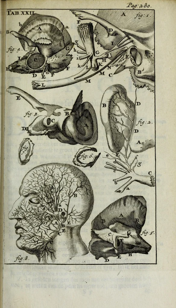 An illustration from De nieuw hervormde anatomie, ofte, Ontleding des menschen lichaams : gebouwd op de waaragtigste en naaukeurigste ondervindingen deser eeuw : zijnde met een groot getal kunstige platen vercʹiert : als ook een verhandelinge van het balsemen der lichamen : noit voor desen dusdanig bekent gemaakt, 1686, leaf 347