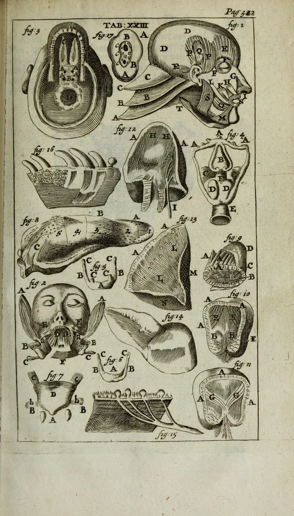 An illustration from De nieuw hervormde anatomie, ofte, Ontleding des menschen lichaams : gebouwd op de waaragtigste en naaukeurigste ondervindingen deser eeuw : zijnde met een groot getal kunstige platen vercʹiert : als ook een verhandelinge van het balsemen der lichamen : noit voor desen dusdanig bekent gemaakt, 1686, leaf 393