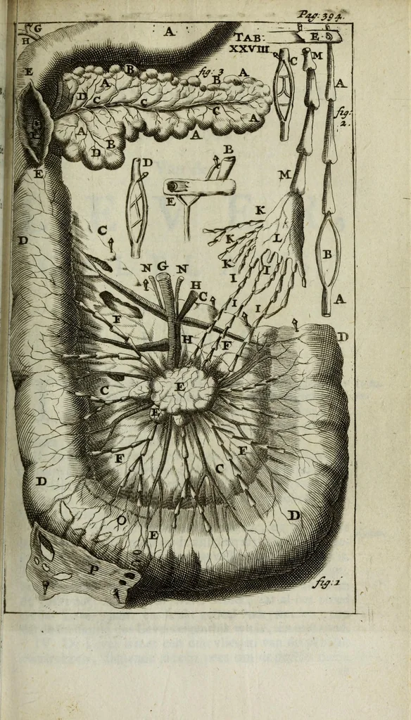 An illustration from De nieuw hervormde anatomie, ofte, Ontleding des menschen lichaams : gebouwd op de waaragtigste en naaukeurigste ondervindingen deser eeuw : zijnde met een groot getal kunstige platen vercʹiert : als ook een verhandelinge van het balsemen der lichamen : noit voor desen dusdanig bekent gemaakt, 1686, leaf 469