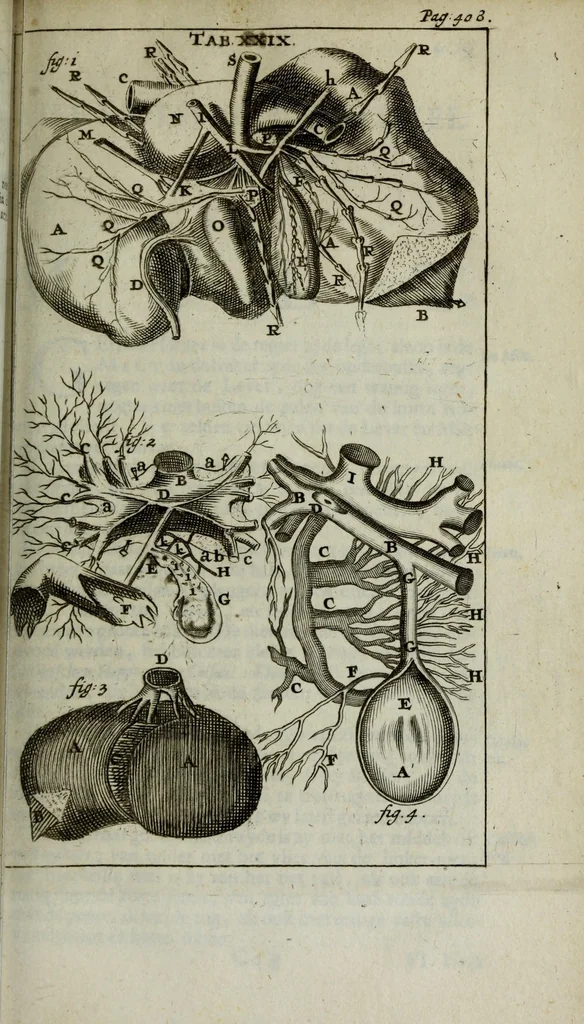 An illustration from De nieuw hervormde anatomie, ofte, Ontleding des menschen lichaams : gebouwd op de waaragtigste en naaukeurigste ondervindingen deser eeuw : zijnde met een groot getal kunstige platen vercʹiert : als ook een verhandelinge van het balsemen der lichamen : noit voor desen dusdanig bekent gemaakt, 1686, leaf 485
