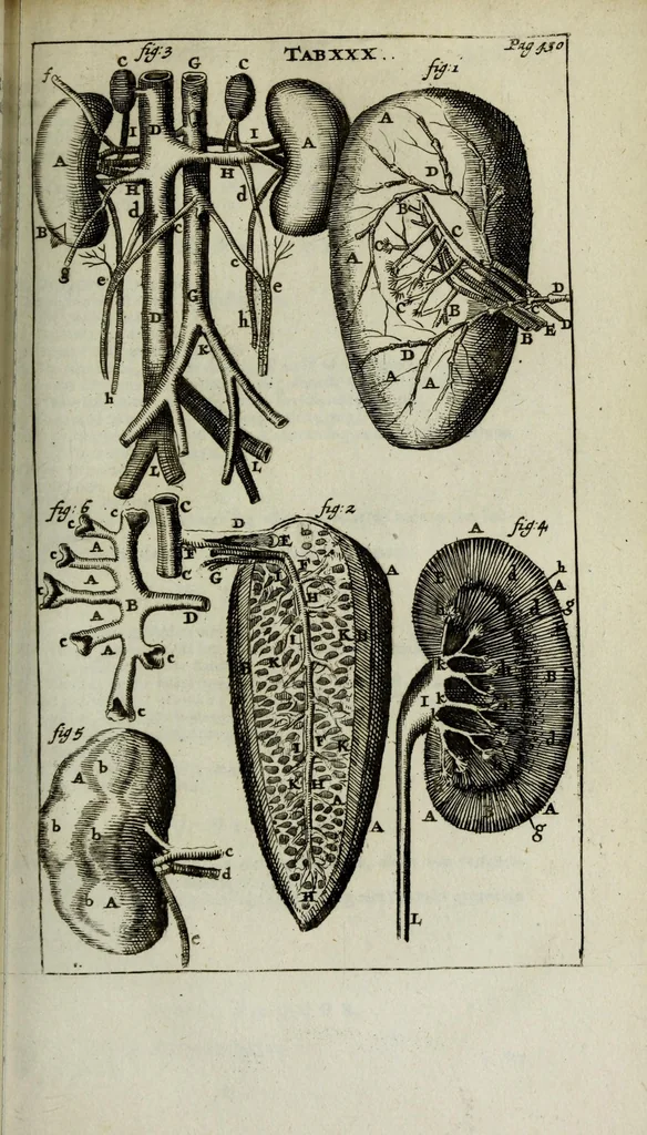 An illustration from De nieuw hervormde anatomie, ofte, Ontleding des menschen lichaams : gebouwd op de waaragtigste en naaukeurigste ondervindingen deser eeuw : zijnde met een groot getal kunstige platen vercʹiert : als ook een verhandelinge van het balsemen der lichamen : noit voor desen dusdanig bekent gemaakt, 1686, leaf 509