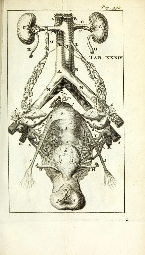 An illustration from De nieuw hervormde anatomie, ofte, Ontleding des menschen lichaams : gebouwd op de waaragtigste en naaukeurigste ondervindingen deser eeuw : zijnde met een groot getal kunstige platen vercʹiert : als ook een verhandelinge van het balsemen der lichamen : noit voor desen dusdanig bekent gemaakt, 1686, leaf 559