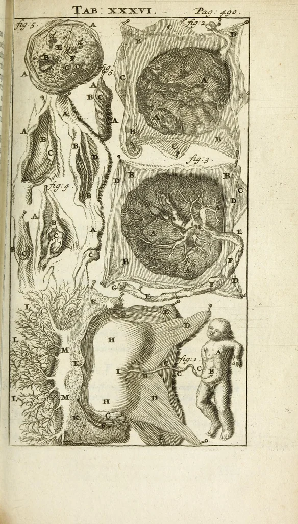 An illustration from De nieuw hervormde anatomie, ofte, Ontleding des menschen lichaams : gebouwd op de waaragtigste en naaukeurigste ondervindingen deser eeuw : zijnde met een groot getal kunstige platen vercʹiert : als ook een verhandelinge van het balsemen der lichamen : noit voor desen dusdanig bekent gemaakt, 1686, leaf 581