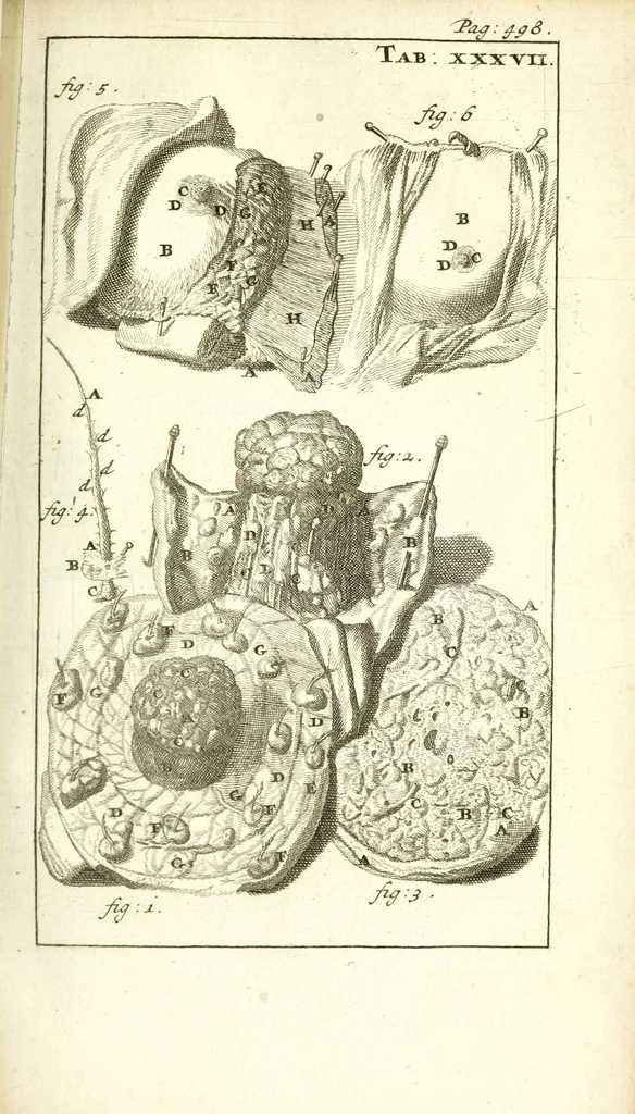 An illustration from De nieuw hervormde anatomie, ofte, Ontleding des menschen lichaams : gebouwd op de waaragtigste en naaukeurigste ondervindingen deser eeuw : zijnde met een groot getal kunstige platen vercʹiert : als ook een verhandelinge van het balsemen der lichamen : noit voor desen dusdanig bekent gemaakt, 1686, leaf 591