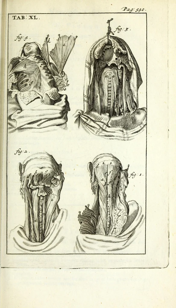 An illustration from De nieuw hervormde anatomie, ofte, Ontleding des menschen lichaams : gebouwd op de waaragtigste en naaukeurigste ondervindingen deser eeuw : zijnde met een groot getal kunstige platen vercʹiert : als ook een verhandelinge van het balsemen der lichamen : noit voor desen dusdanig bekent gemaakt, 1686, leaf 639