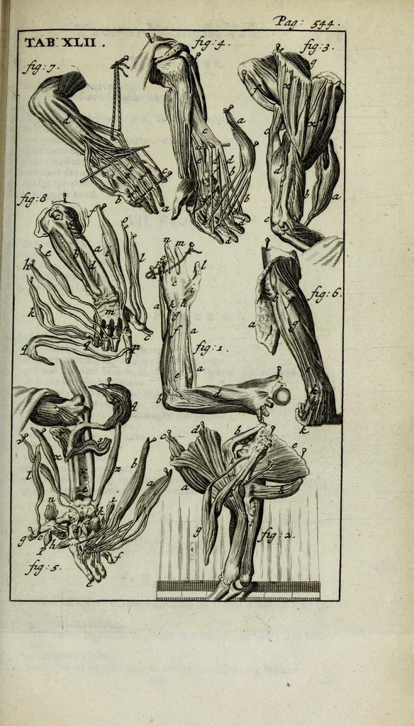An illustration from De nieuw hervormde anatomie, ofte, Ontleding des menschen lichaams : gebouwd op de waaragtigste en naaukeurigste ondervindingen deser eeuw : zijnde met een groot getal kunstige platen vercʹiert : als ook een verhandelinge van het balsemen der lichamen : noit voor desen dusdanig bekent gemaakt, 1686, leaf 647