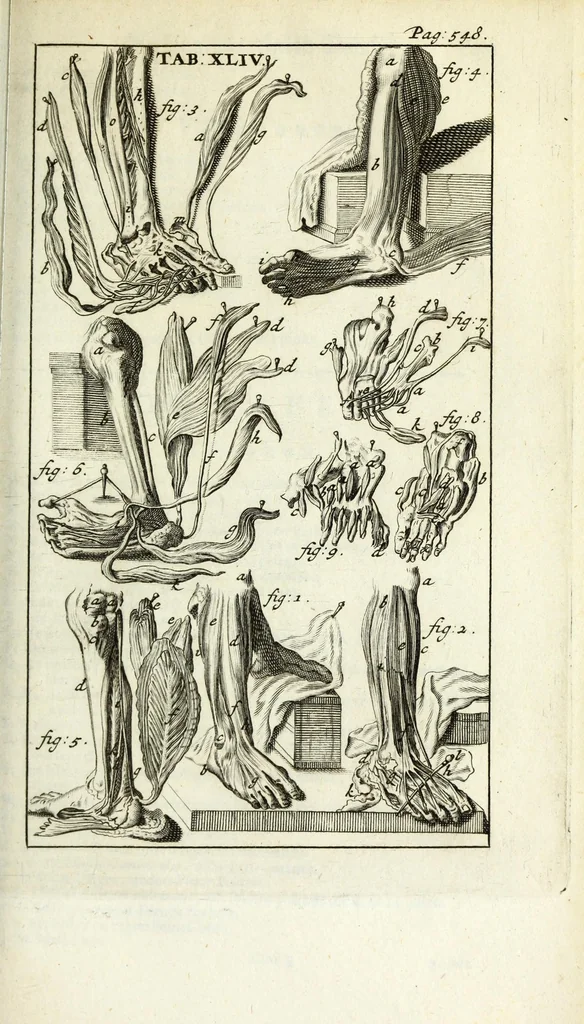 An illustration from De nieuw hervormde anatomie, ofte, Ontleding des menschen lichaams : gebouwd op de waaragtigste en naaukeurigste ondervindingen deser eeuw : zijnde met een groot getal kunstige platen vercʹiert : als ook een verhandelinge van het balsemen der lichamen : noit voor desen dusdanig bekent gemaakt, 1686, leaf 655