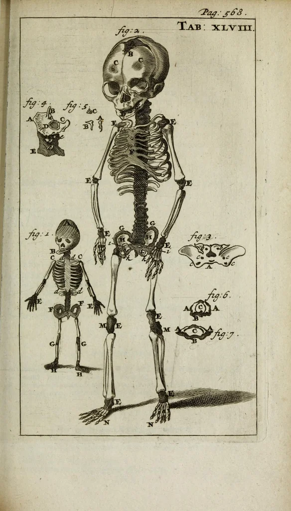 An illustration from De nieuw hervormde anatomie, ofte, Ontleding des menschen lichaams : gebouwd op de waaragtigste en naaukeurigste ondervindingen deser eeuw : zijnde met een groot getal kunstige platen vercʹiert : als ook een verhandelinge van het balsemen der lichamen : noit voor desen dusdanig bekent gemaakt, 1686, leaf 683