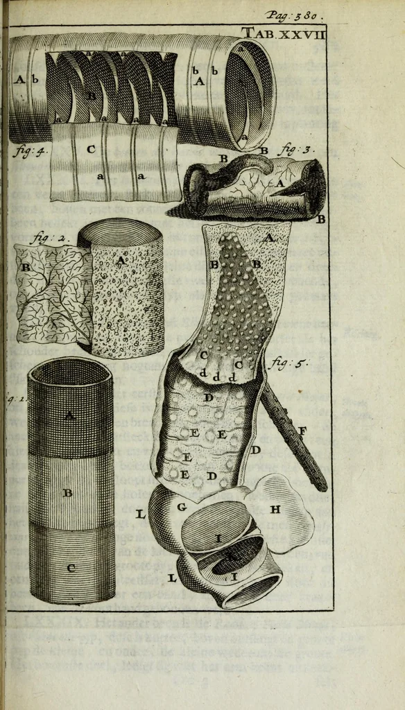 An illustration from De nieuw hervormde anatomie, ofte, Ontleding des menschen lichaams : gebouwd op de waaragtigste en naaukeurigste ondervindingen deser eeuw : zijnde met een groot getal kunstige platen vercʹiert : als ook een verhandelinge van het balsemen der lichamen : noit voor desen dusdanig bekent gemaakt, 1686, leaf 697