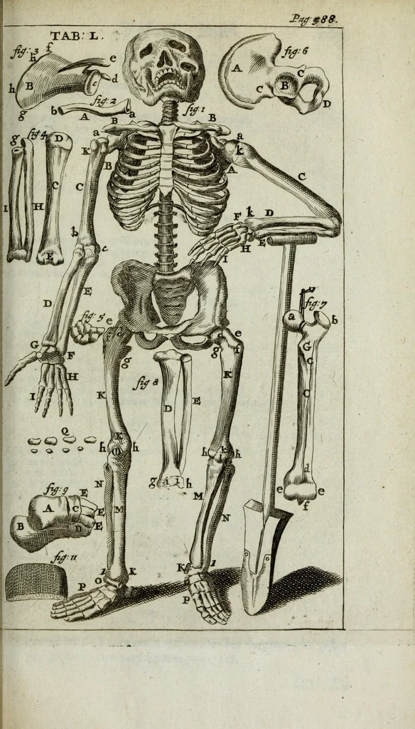 An illustration from De nieuw hervormde anatomie, ofte, Ontleding des menschen lichaams : gebouwd op de waaragtigste en naaukeurigste ondervindingen deser eeuw : zijnde met een groot getal kunstige platen vercʹiert : als ook een verhandelinge van het balsemen der lichamen : noit voor desen dusdanig bekent gemaakt, 1686, leaf 709